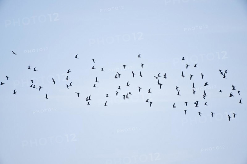 Cliff Swallows