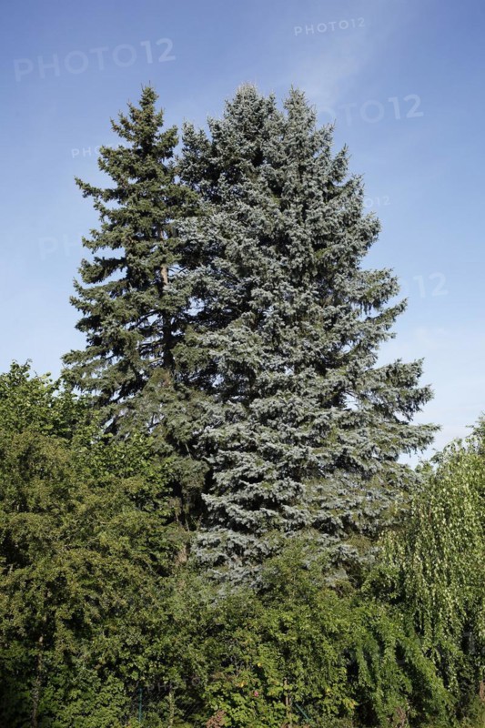 Conifer