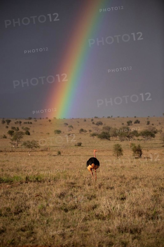 Beautiful wide landscape up to the horizomt and rainbows in the savannah of Taita Hills Wildlife Sanctuary