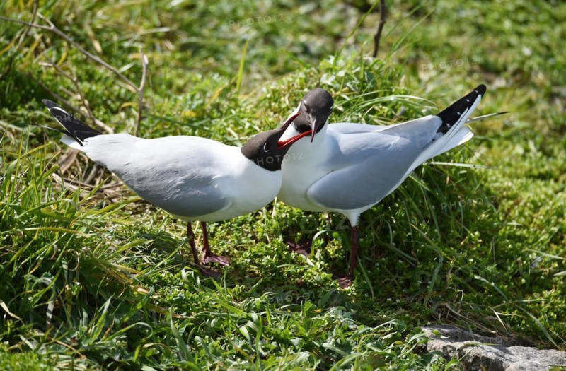 Black-headed Gulls
