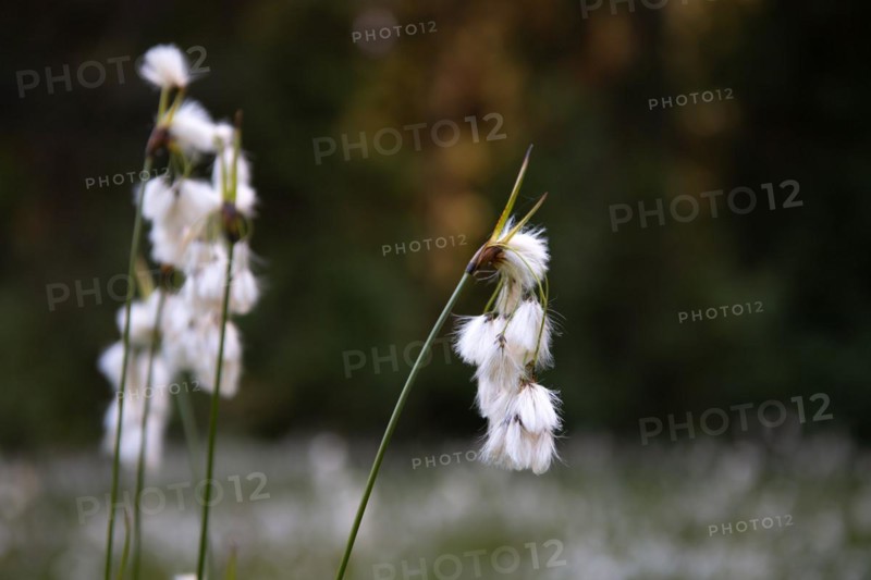 Common cottongrass