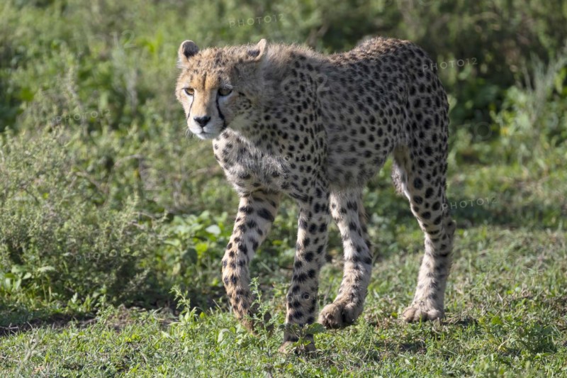 Cheetah