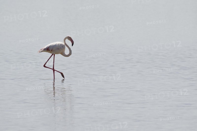 Black-winged Black-winged Stilt