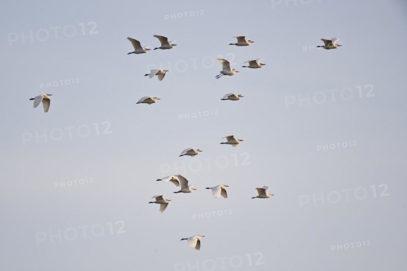 Cattle Egret