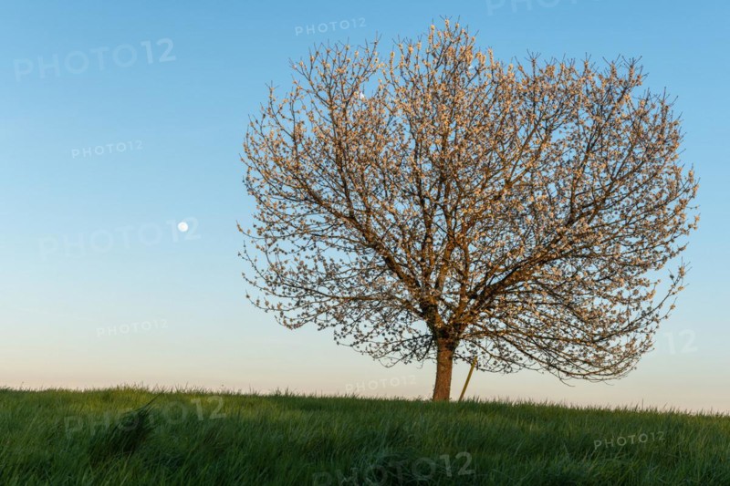 Apple tree in bloom in meadow at full moonrise at dusk. Alsace