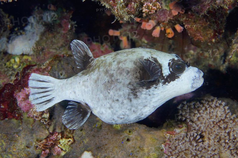 Masked pufferfish