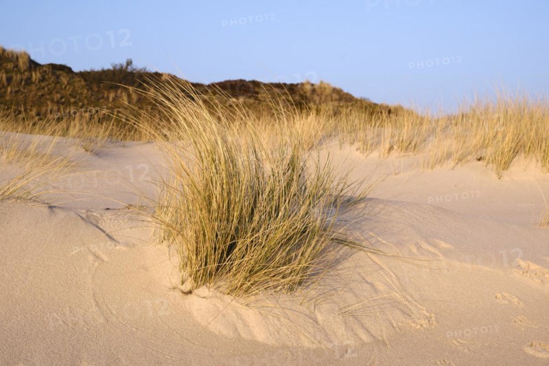 Dune with dune grass