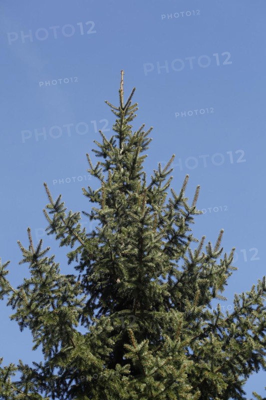 Conifer