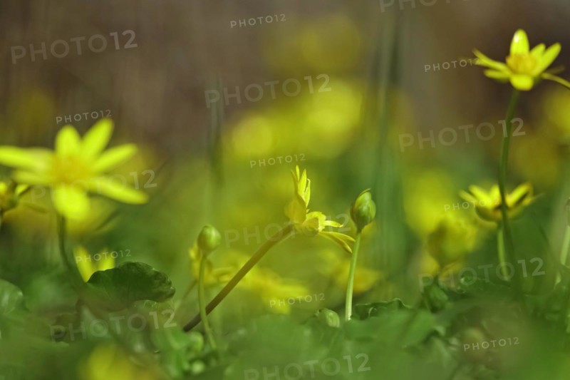 Lesser Celandine