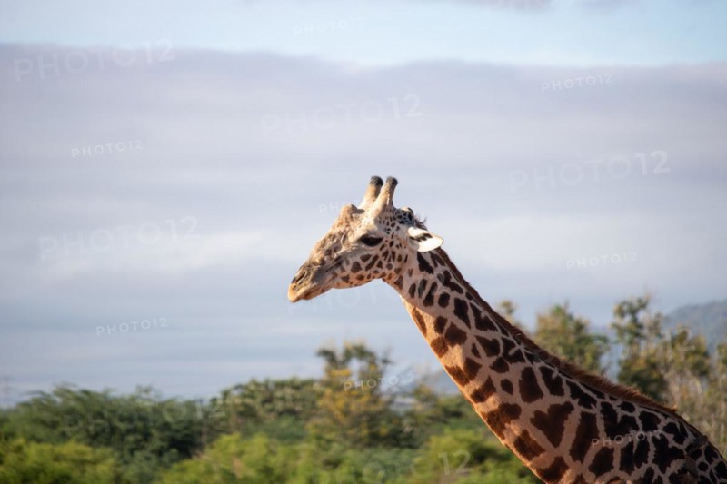 Single giraffe
