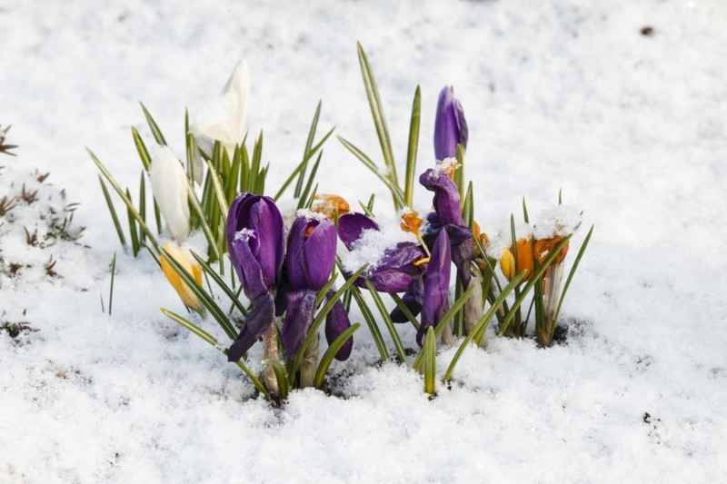 Crocuses