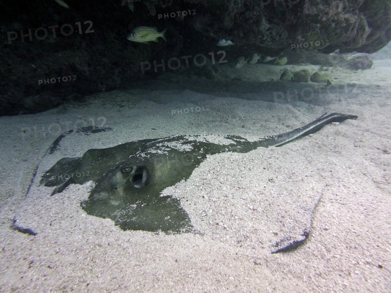 American stingray