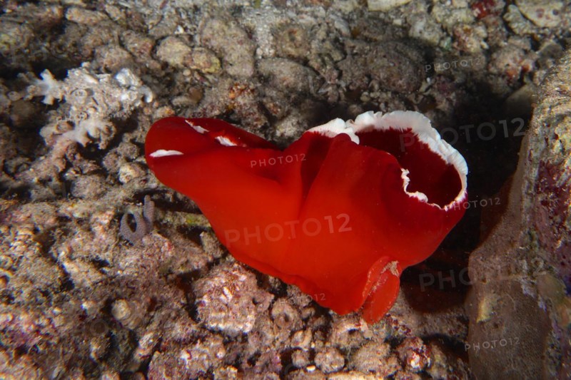 Spanish dancer