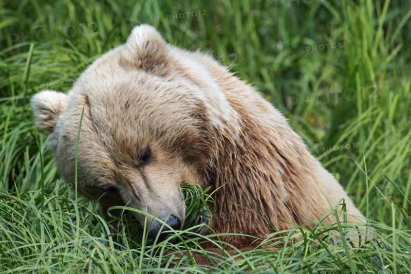 Coastal brown bear