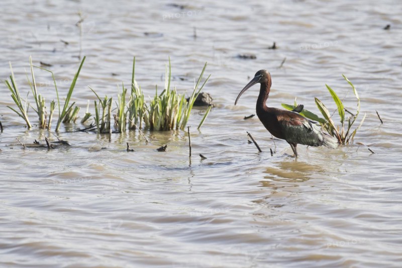 Glossy ibis