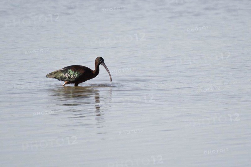 Glossy ibis