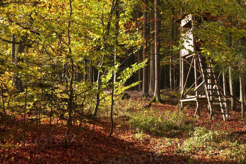 High stand in autumn in the deciduous forests near Diez