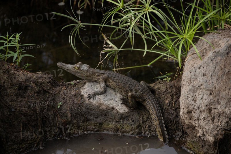 Small crocodile