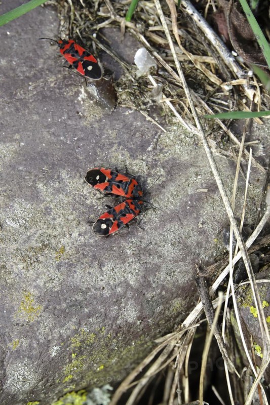 Milkweed Bug