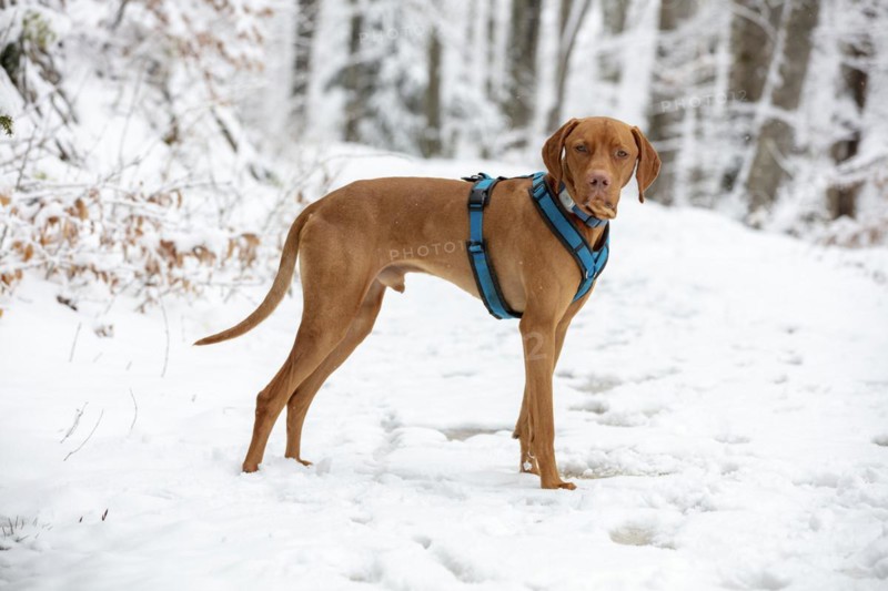 Roevidszoru Magyar Vizsla