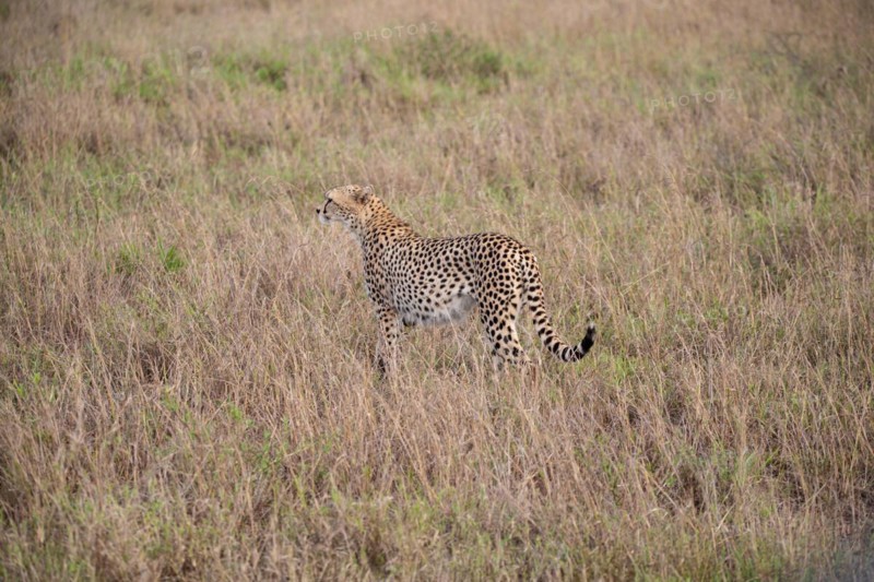 A cheetah