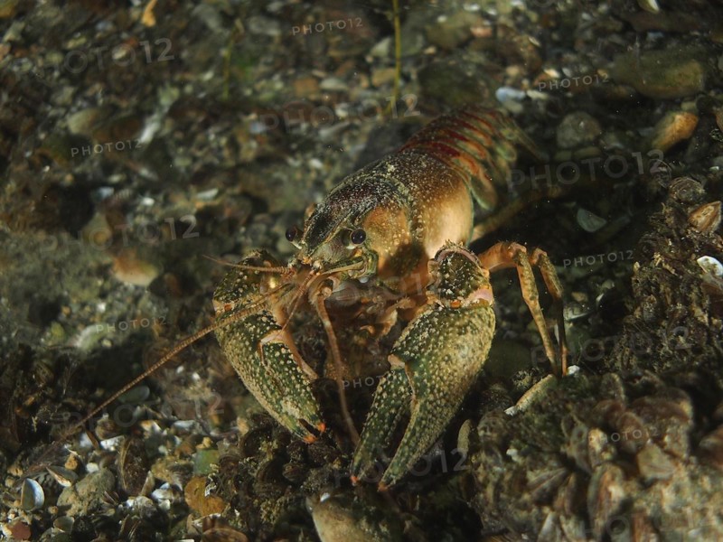 European crayfish
