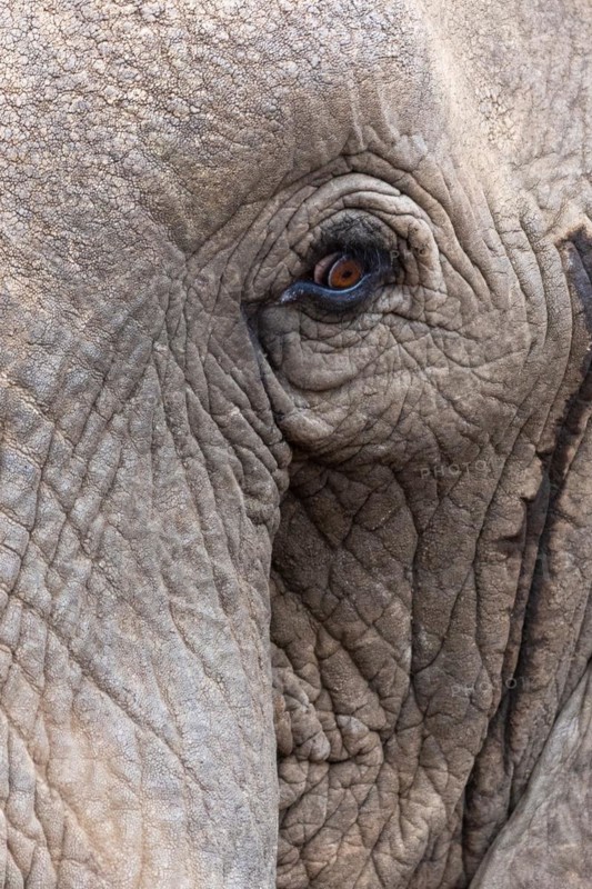 African elephant