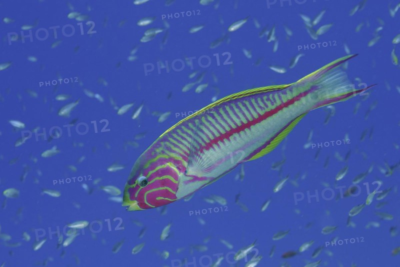 Red Sea Junker
