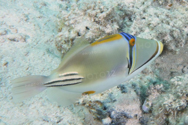 Arabian arabian picasso triggerfish
