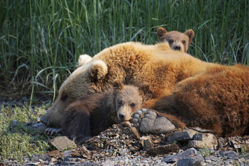 Mother bear with two cubs