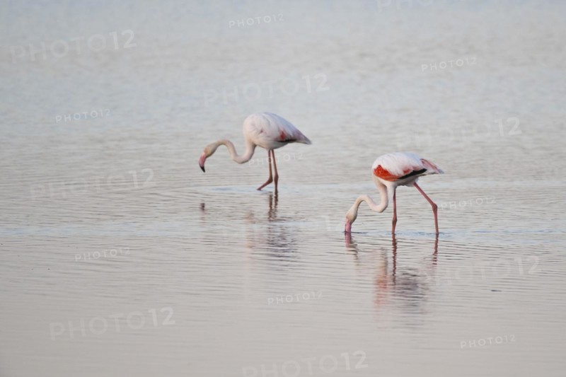 Greater flamingos