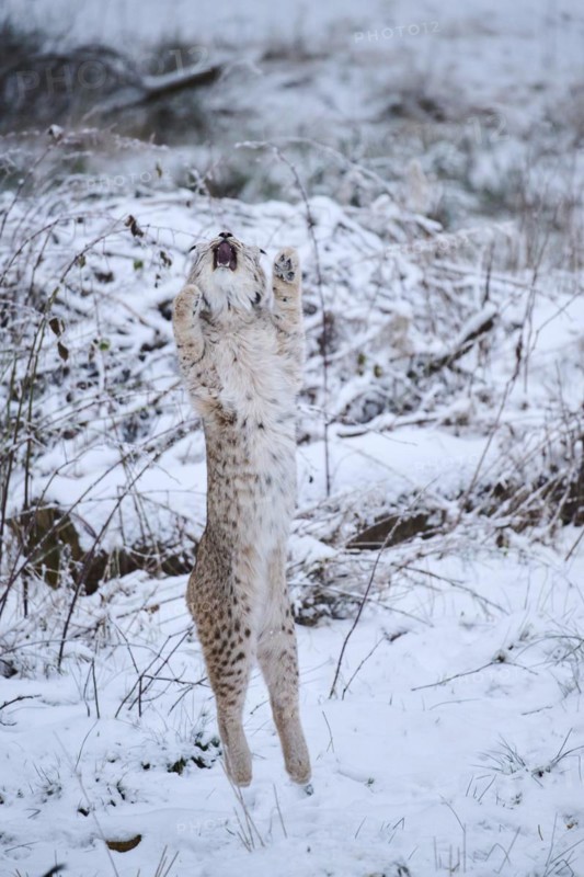 Eurasian lynx