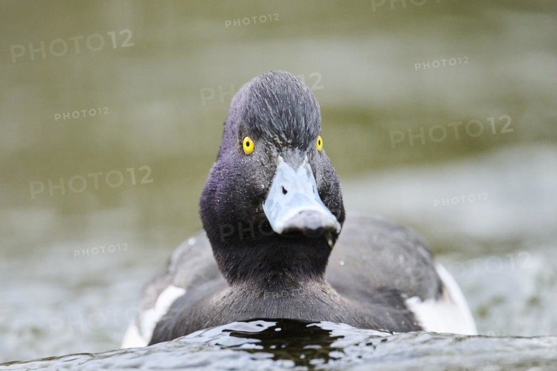 Tufted pochard