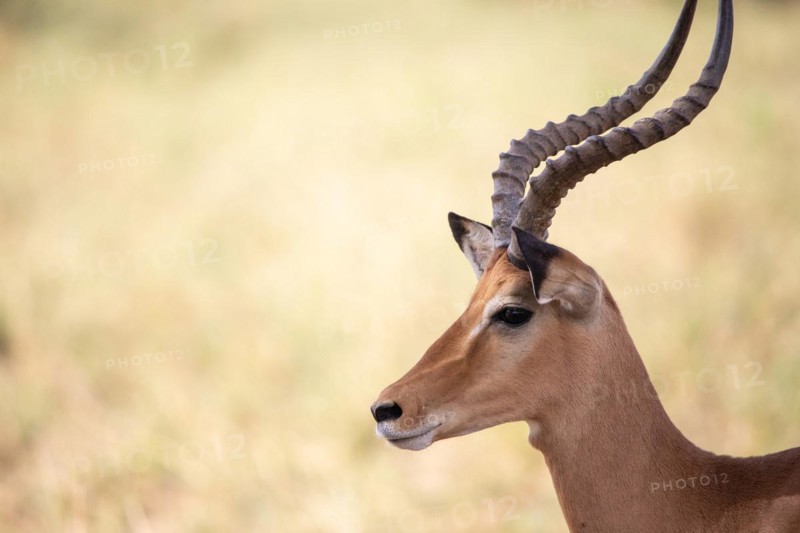 Portrait of a gazelle from the side. In the green savannah of Tsavo East National Park