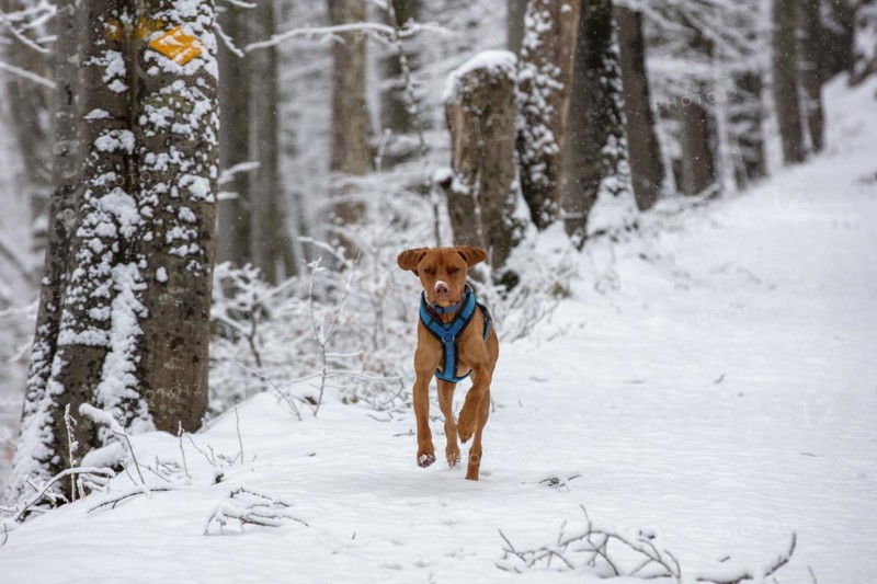 Roevidszoru Magyar Vizsla