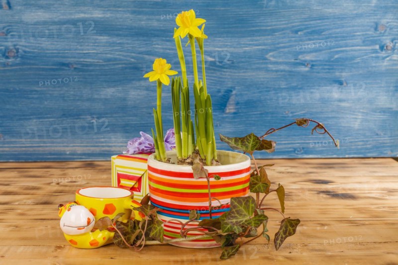 Easter decoration with daffodils in a pot