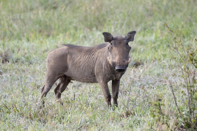 Common warthog