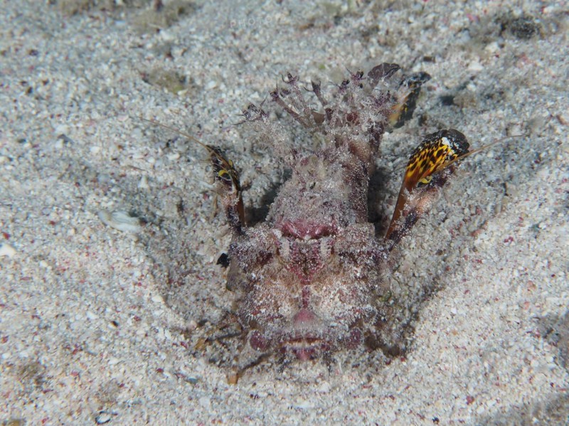 Portrait of filament-finned stinger