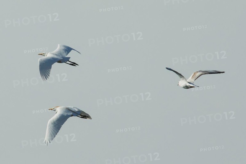 Cattle Egret two birds with open wings flying over each other looking left against blue sky