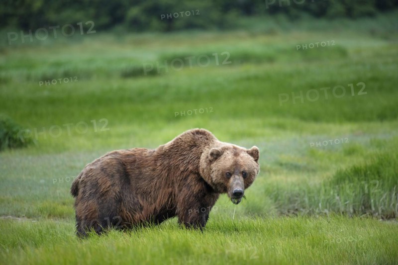 Coastal brown bear