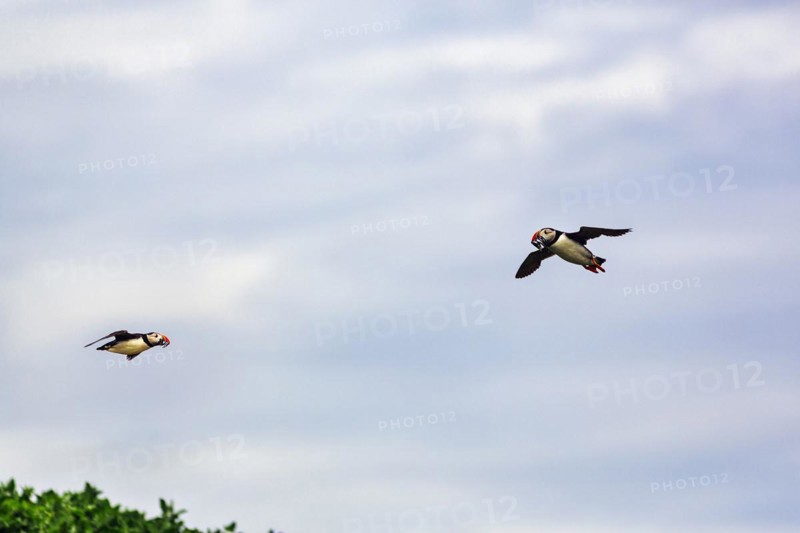 Two Puffins