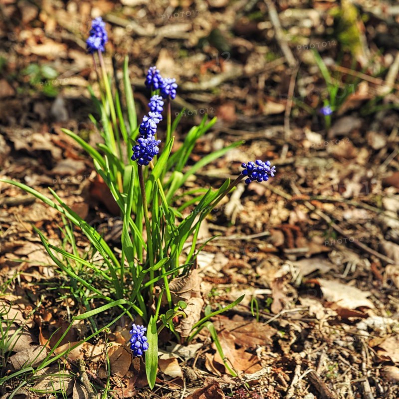 Grape hyacinth