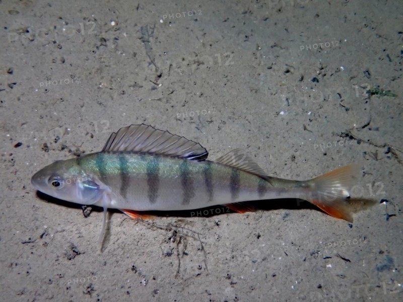European perch
