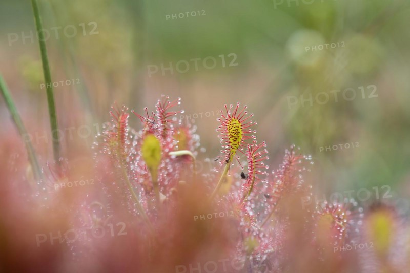 Oblong-leaved sundew