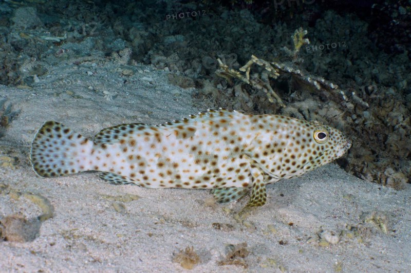 Greasy grouper