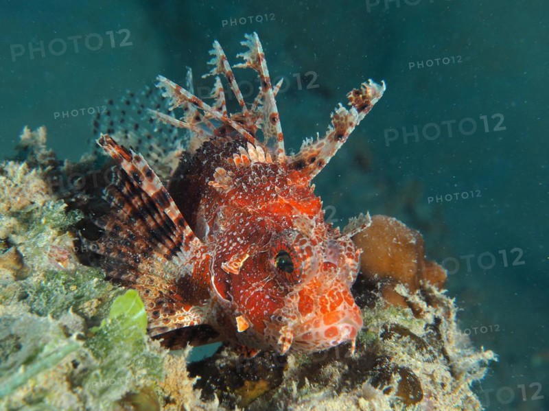 Red Sea Dwarf Lionfish