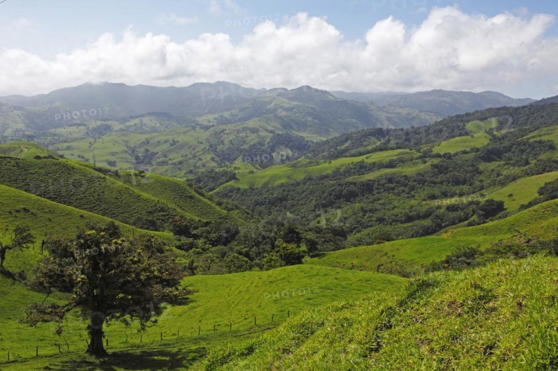 Green landscape
