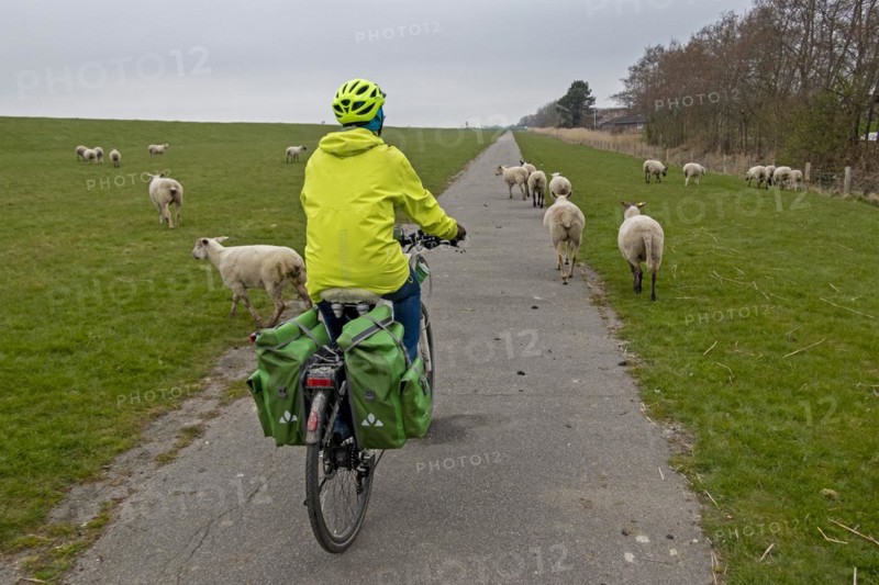 Cyclist riding between sheep on Elbe cycle path