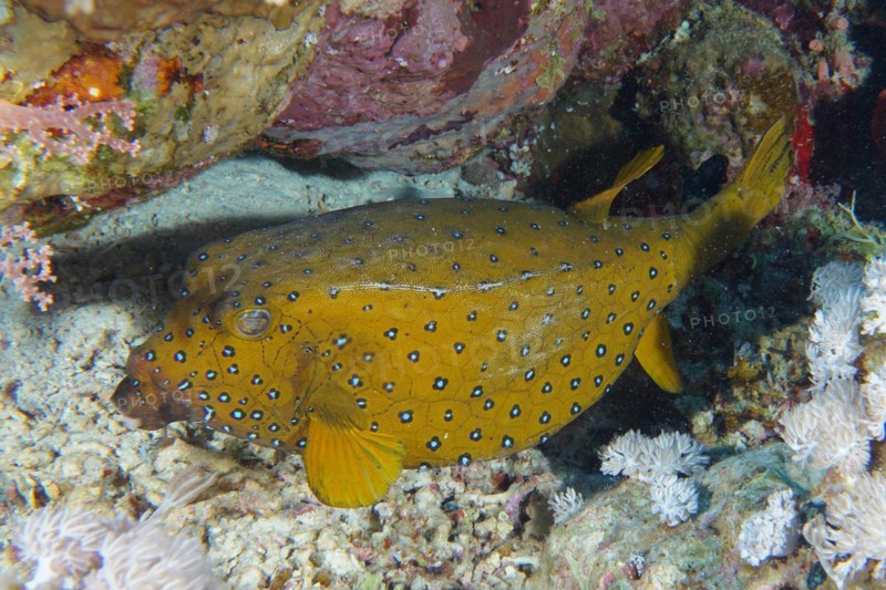 Yellow boxfish