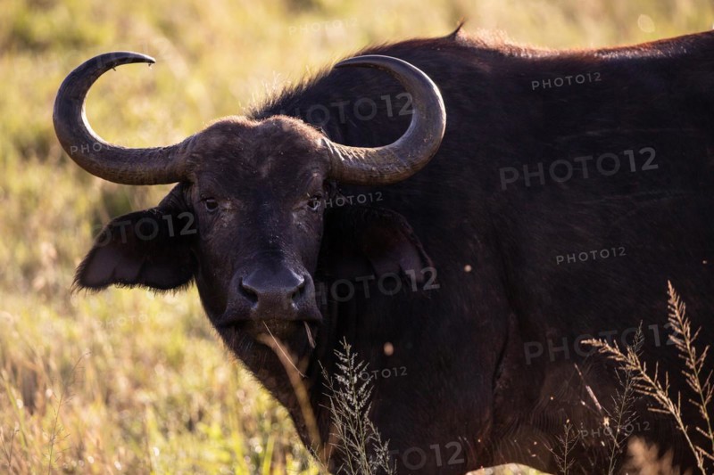 Buffalo